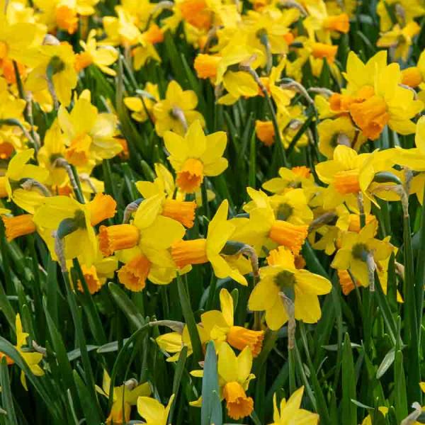 Bulbes à fleurs à planter à l'automne - Narcisse Jetfire Vil (x8) - face recto